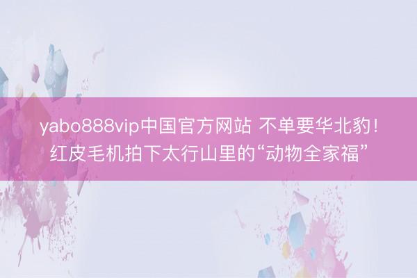 yabo888vip中国官方网站 不单要华北豹！红皮毛机拍下太行山里的“动物全家福”