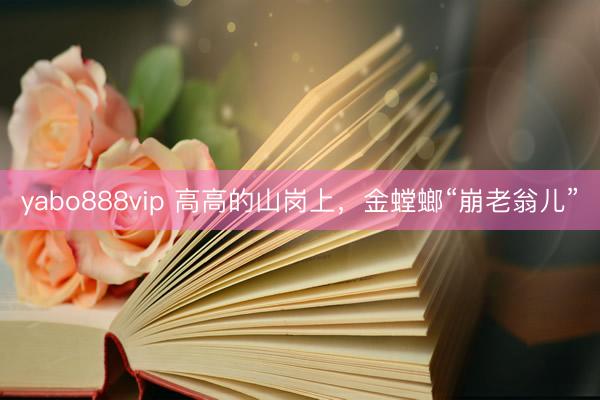 yabo888vip 高高的山岗上，金螳螂“崩老翁儿”
